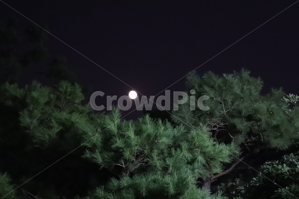 밤,밤하늘,야경,달,달빛,하늘,나무,sky,moon,tree,자연,풍경,nature,landscape,야경,밤,nightscape,night,plant,식물,outdoors,옥외