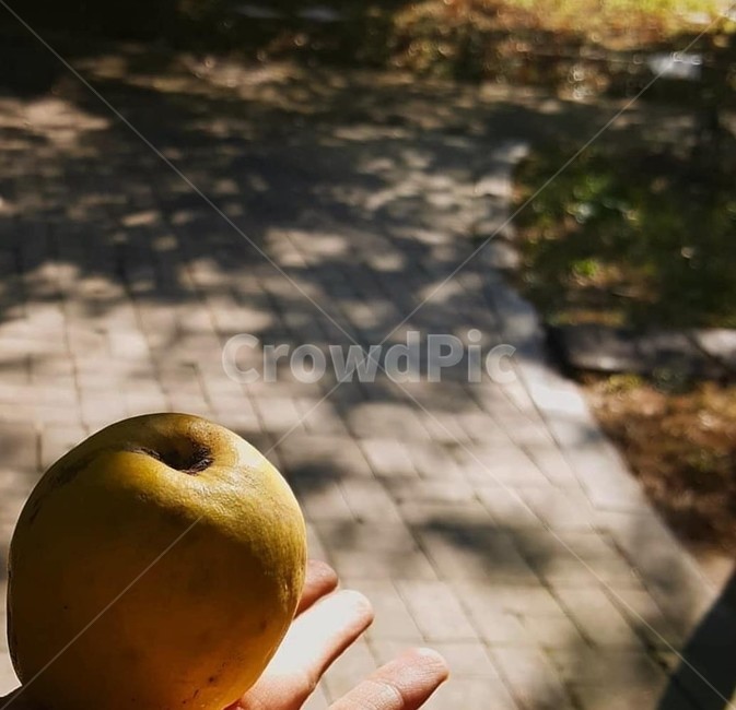 식물,plant,모과,마당,가을
