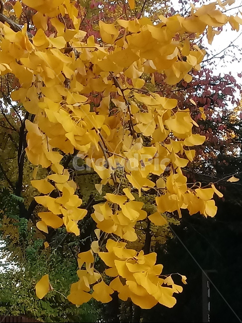 가을,단풍,낙엽,maple,plant,식물,단풍나무,단풍잎,leaf,잎,tree,나무,계절,fallautumnseason,가을단풍,자연,풍경,경치,가을,계절,fall,autumn,season,식물,자연,plants,nature,나무,trees,wood