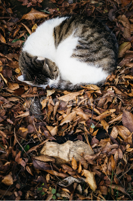 고양이,cat,길고양이,냥이,냥냥이,가을,계절,fall,autumn,season,동물,animal,포유류,mammal,고양이,cat,kitten,kitty