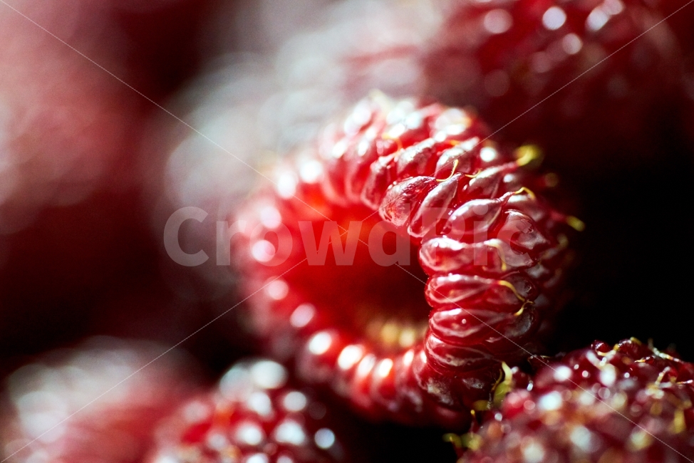 산딸기,과일,접사,레드,red,열매,음식,식재료,요리,food,cook,meal,dishes,food reserves,과일,열매,fruit,색깔,색상,색채,색감,color sense,color sensitivity,feeling of color