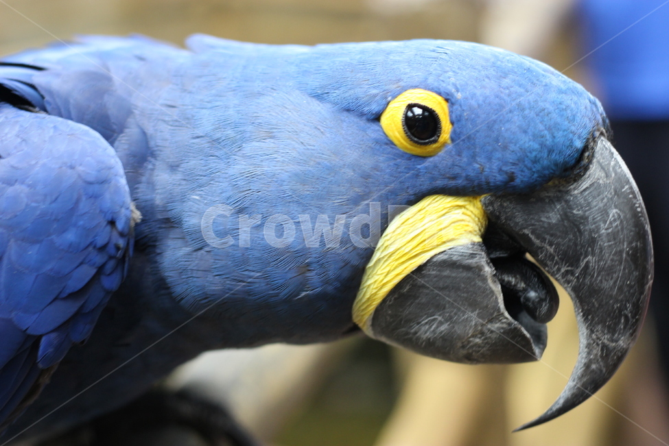 앵무새,bird,새,동물,animal,동물,animal,조류,새,birds