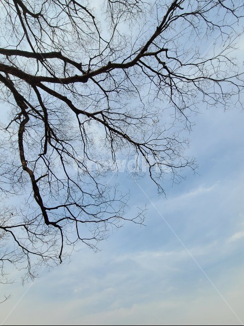 plant,식물,tree,나무,treetrunk,나무줄기,하늘
