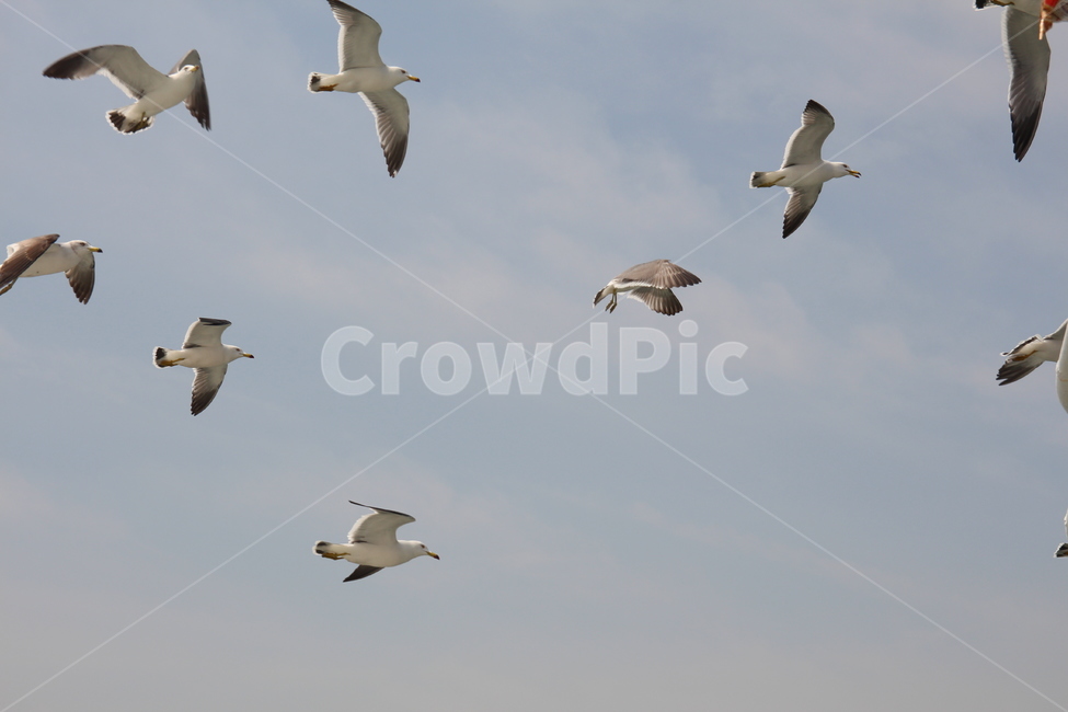 갈매기,바다,하늘,새,흰갈매기,자연,풍경,nature,landscape,동물,animal,조류,새,birds,bird,flying,나는,flock,대군