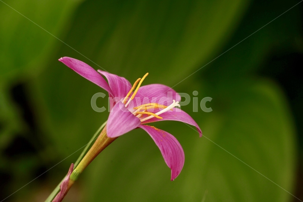 나도사프란,꽃,야생화,계절,여름,nature,plants,flower,season,summer