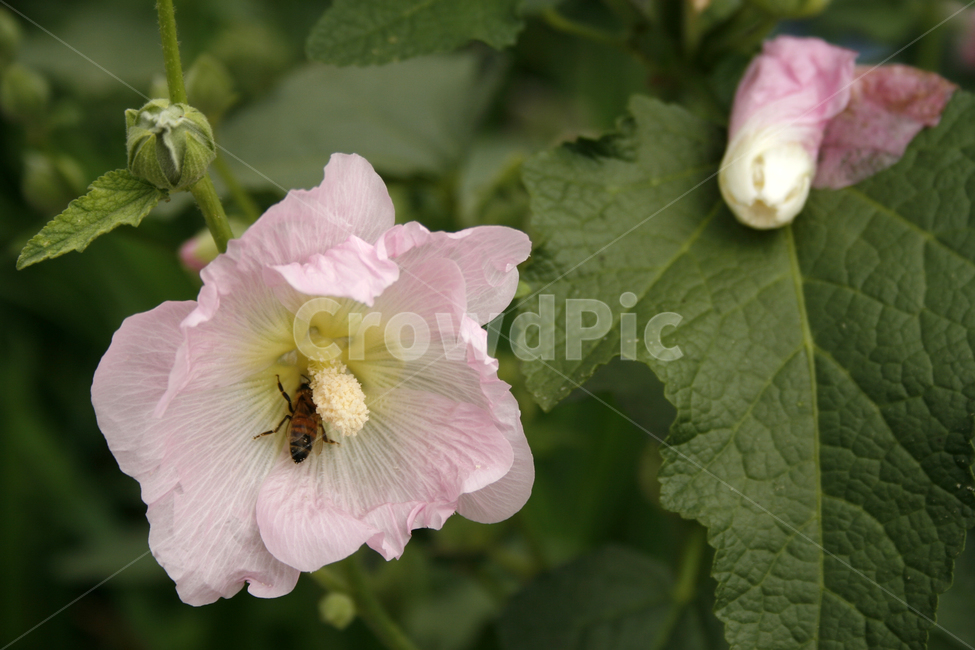 접시꽃,식물,flower,plants,nature,꽃,꽃봉오리,벌,식물,자연,plants,nature,꽃,flower
