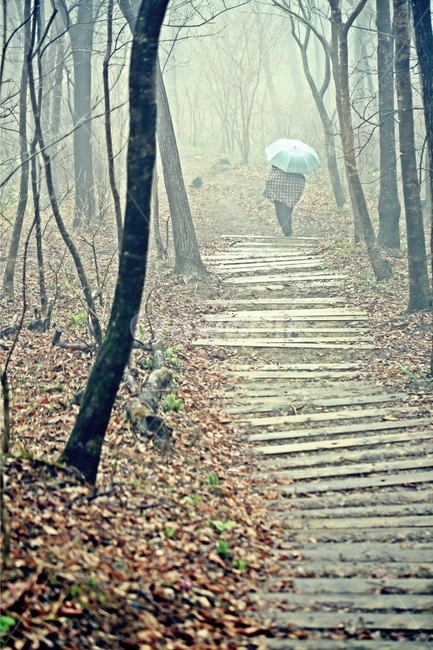 산책,우산,등산,오솔길,계단,우중산책,우중등산,비,umbrella,walk,walking,steps,stairs,rain,자연,풍경,nature,landscape,사람,인물,인간,human,person,비,비오는날,rain,rainy