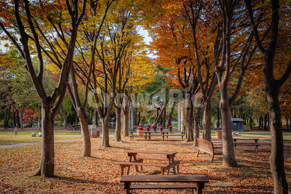 단풍,가을,가을길,단풍길,공원,날씨,autumn,park,가을,계절,fall,autumn,season,자연,풍경,nature,landscape