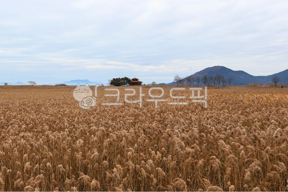 갈대,갈대밭,갈대습지,순천,순천만,갈대군락지,nature,자연,outdoors,옥외,sky,하늘