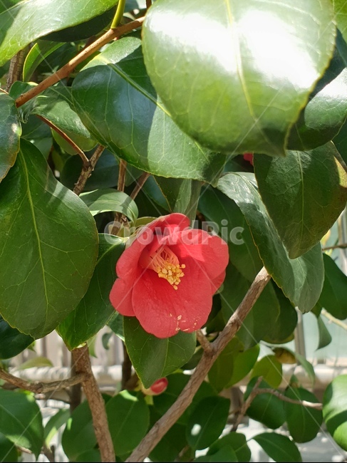 plant,식물,동백꽃,까멜리아,flower,camellia