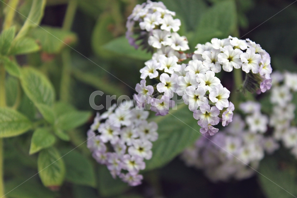 꽃,아름다움,만개,식물,자연,beauty,flower,plant,green,감성,분위기,mood,식물,자연,plants,nature,꽃,flower