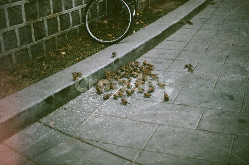 참새,거리,풍경,새,동물,귀여운,행복,삶,인생,필름사진,감성사진,겨울,treesparrow,bird,landscape,animal,happy,life,film,동물,animal,조류,새,birds,감성,sensible,feeling