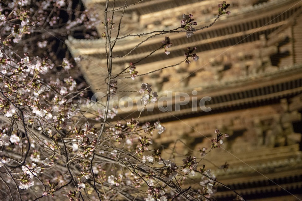 도지,일본,야경,풍경,japan,temple,탑,건축물,tower,architecture