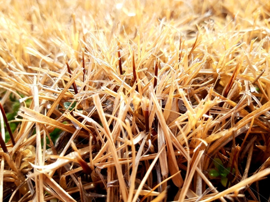 잔디,잔디밭,겨울잔디,풀,자연,grass,nature,식물,자연,plants,nature