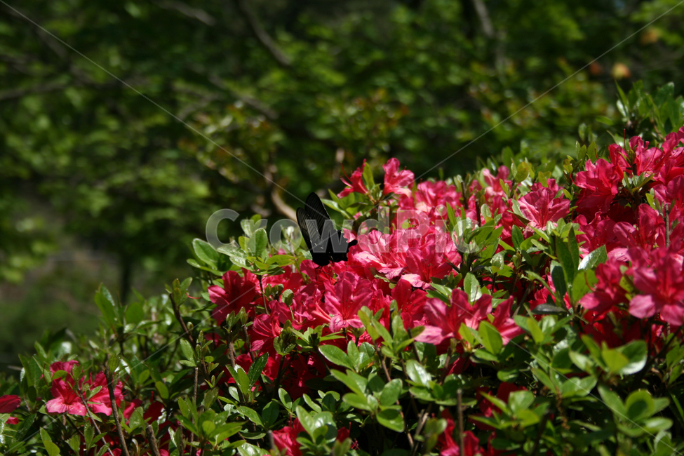 철쭉,꽃,붉은꽃,나비,식물,flower,butterrfly,식물,자연,plants,nature,꽃,flower,동물,animal,곤충,벌레,insect,bug