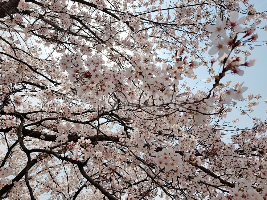 봄,벚꽃,분홍,따뜻,감탄,봄,계절,spring,season,식물,자연,plants,nature,꽃,flower,plant,blossom