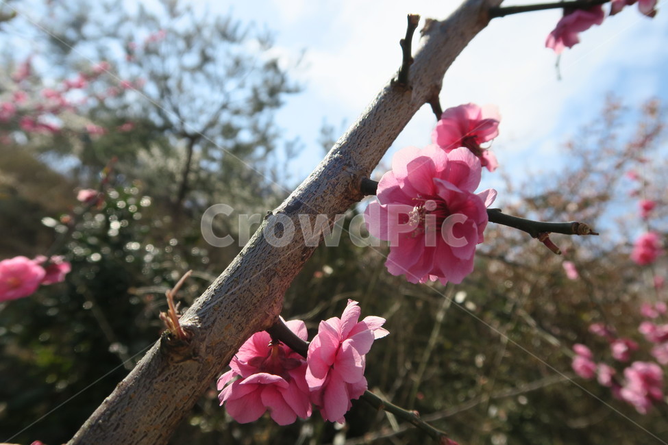 매화,홍매화,매화축제,봄,꽃,3월,식물,자연,plants,nature,꽃,flower