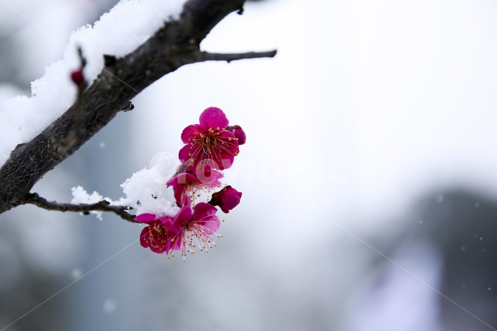 설중매,매화꽃,꽃,매화,매화나무,매실,눈,자연,봄,봄꽃,겨울,계절,winter,season,식물,자연,plants,nature,꽃,flower