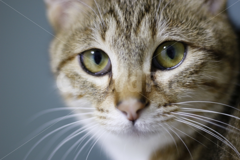 고양이,반려동물,유기묘,길냥이,애완동물,cat,pet,kitten,아기고양이,코숏,코리안숏헤어,동물,animal,캣타워,캣워커,캣폴,동물,animal,고양이,cat,kitten,kitty,포유류,mammal