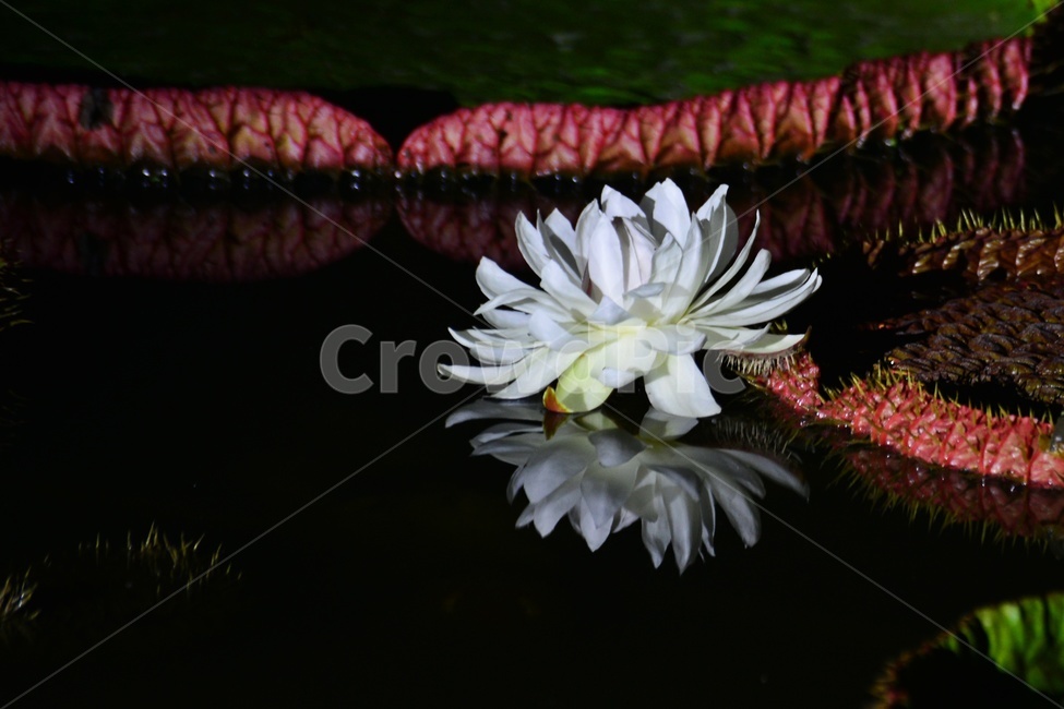 flower,blossom,꽃,petal,꽃잎,plant,식물,부여,궁남지,연꽃축제,수련,연꽃,백련,빅토리아연,빅토리아연꽃,연잎