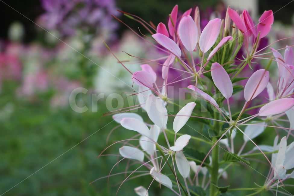 자연,감성,식물,꽃,힐링,식물,자연,plants,nature,꽃,flower