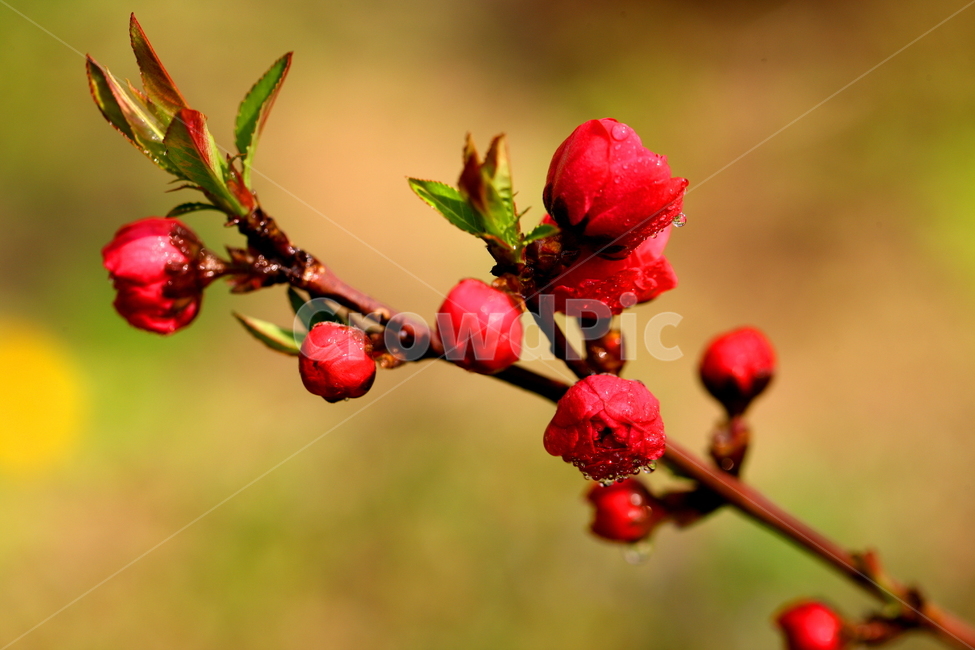 꽃,식물,봄,계절,풍경,식물,자연,plants,nature,꽃,flower