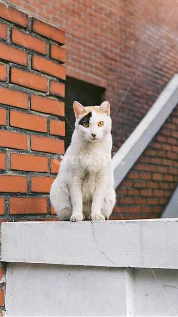 고양이,길냥이,cat,귀여움,streetcat,동물,animal,포유류,mammal,고양이,cat,kitten,kitty
