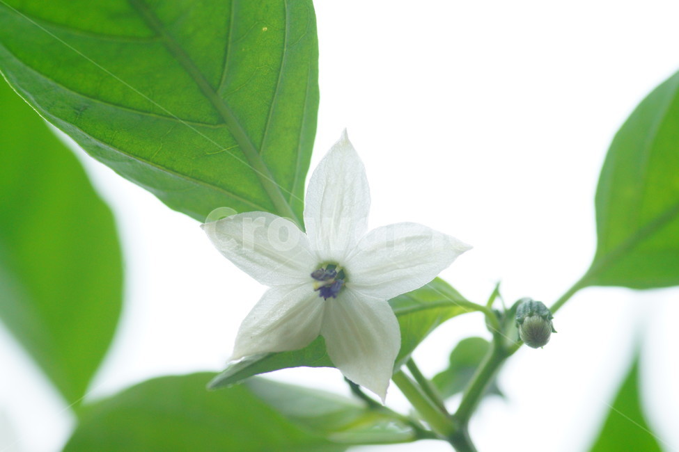 plant,식물,blossom,꽃,petal,꽃잎,flower,식물,자연,plants,nature