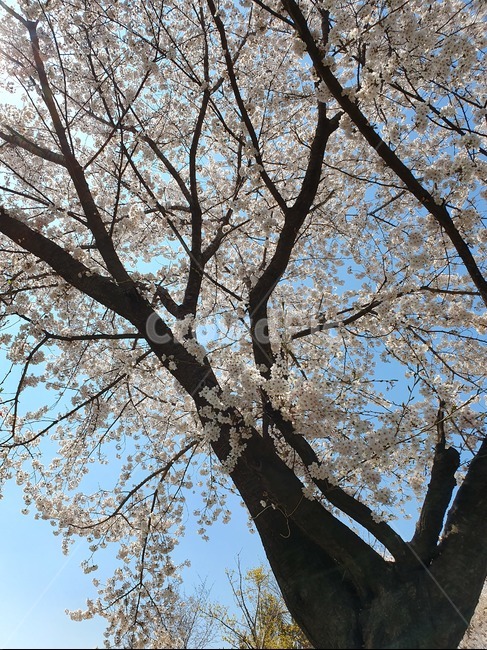 꽃,벚꽃,나무,봄,식뭏