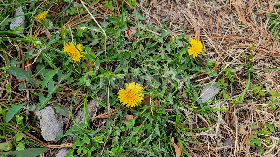 꽃,풀,민들레,flower,plant,식물,들꽃,야생화,봄,봄꽃,노란,노란색,yellow