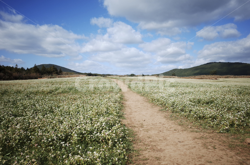 field,들,nature,자연,flower,blossom,plant,식물,메밀꽃,white,whiteflower,흰,하얀,흰꽃,하얀꽃,dirtroad,흙길,road,바닥,도로,sky,하늘,cloud,구름,blue,green,들판,푸른,파란,초록,자연,풍경,nature,landscape