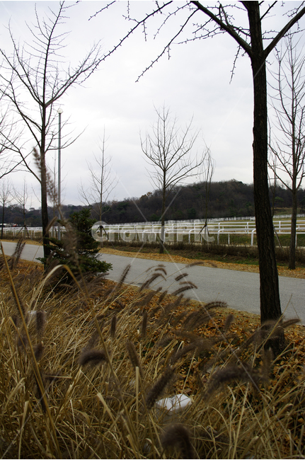 겨울,풀,나무,식물,목장,길,자연,풍경,nature,landscape,grass,잔디,plant,lawn