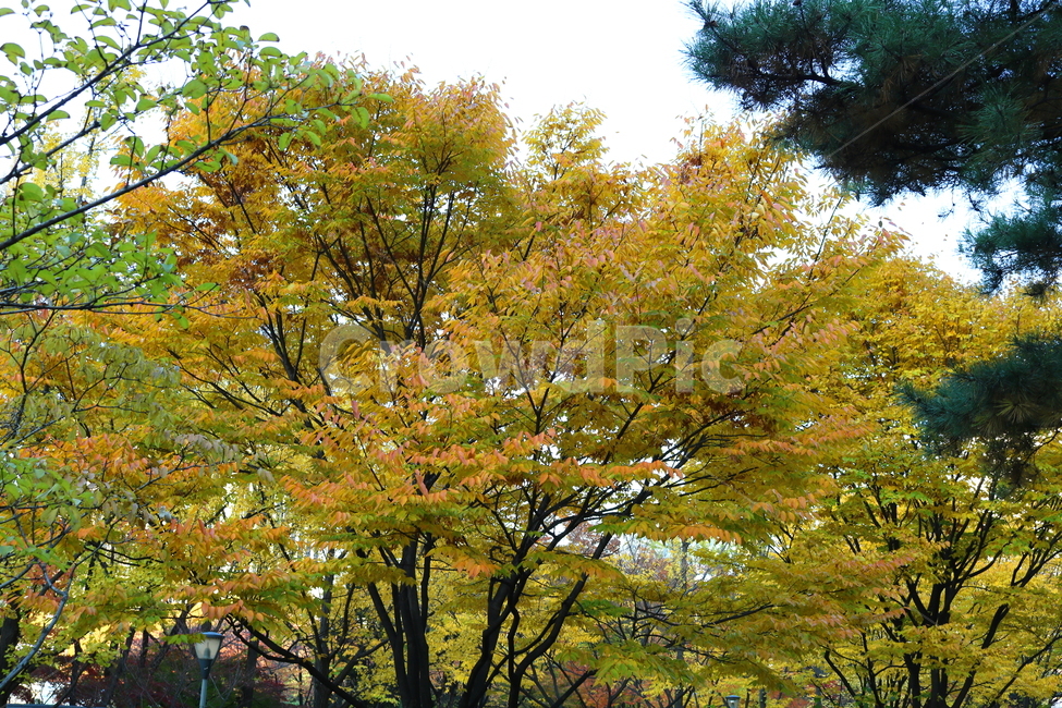 단풍,나무,단풍나무,느티나무,가을,자연,풍경,가을,계절,fall,autumn,season,식물,자연,plants,nature,나무,trees,wood,tree,plant,maple