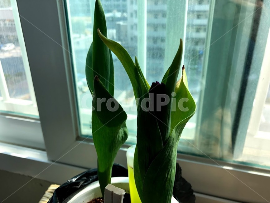 자연,식물,튤립,새싹,그리너리,초록,푸른잎,꽃,개화