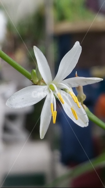꽃,자연,아름다움,식물,개화,활짝,flower,플라워
