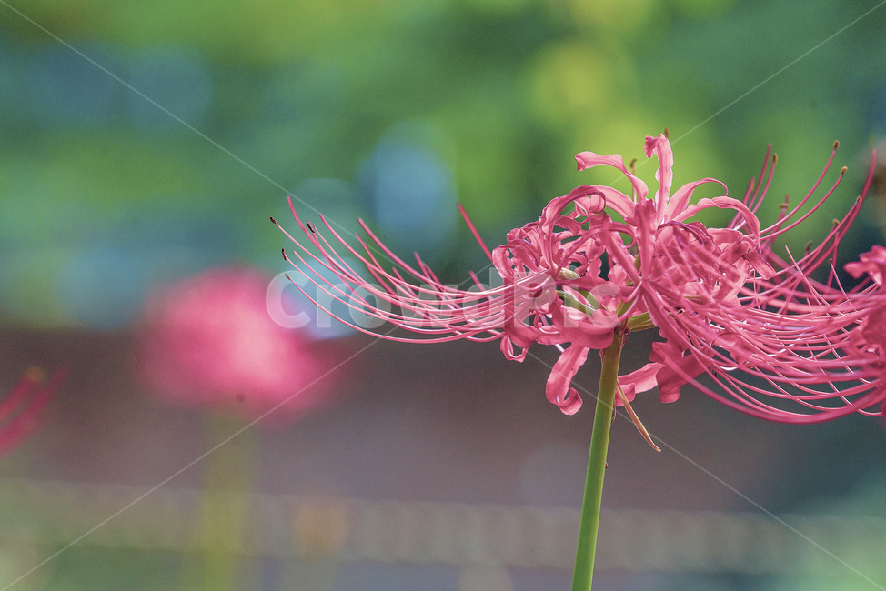 plant,식물,석산,꽃무릇,꽃,식물,자연,plants,nature,꽃,flower