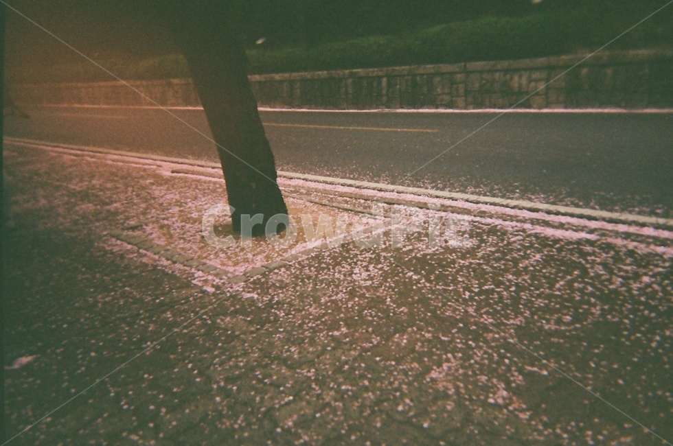 필름카메라,벚꽃,길,바닥,자연,나무,떨어짐,나무,trees,wood