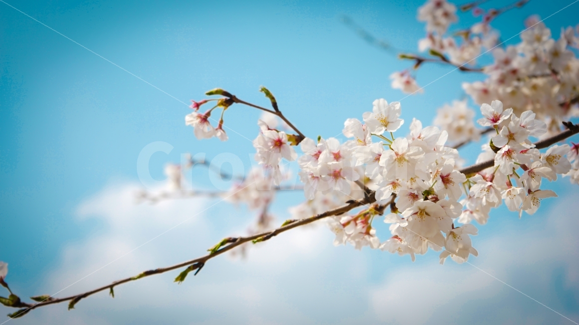 벚꽃,봄,파란하늘,하늘,꽃잎,봄,계절,spring,season,식물,자연,plants,nature,꽃,flower,plant