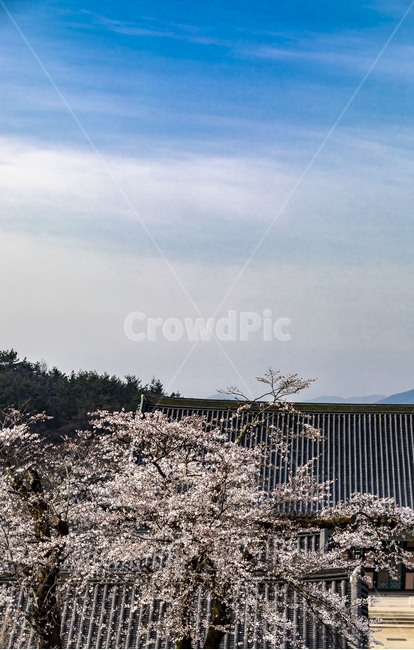 화엄사,나무,숲,하늘,구름,문화유산,사찰,관광지,전통건축물,기와,지붕,벚꽃,봄,식물,plant
