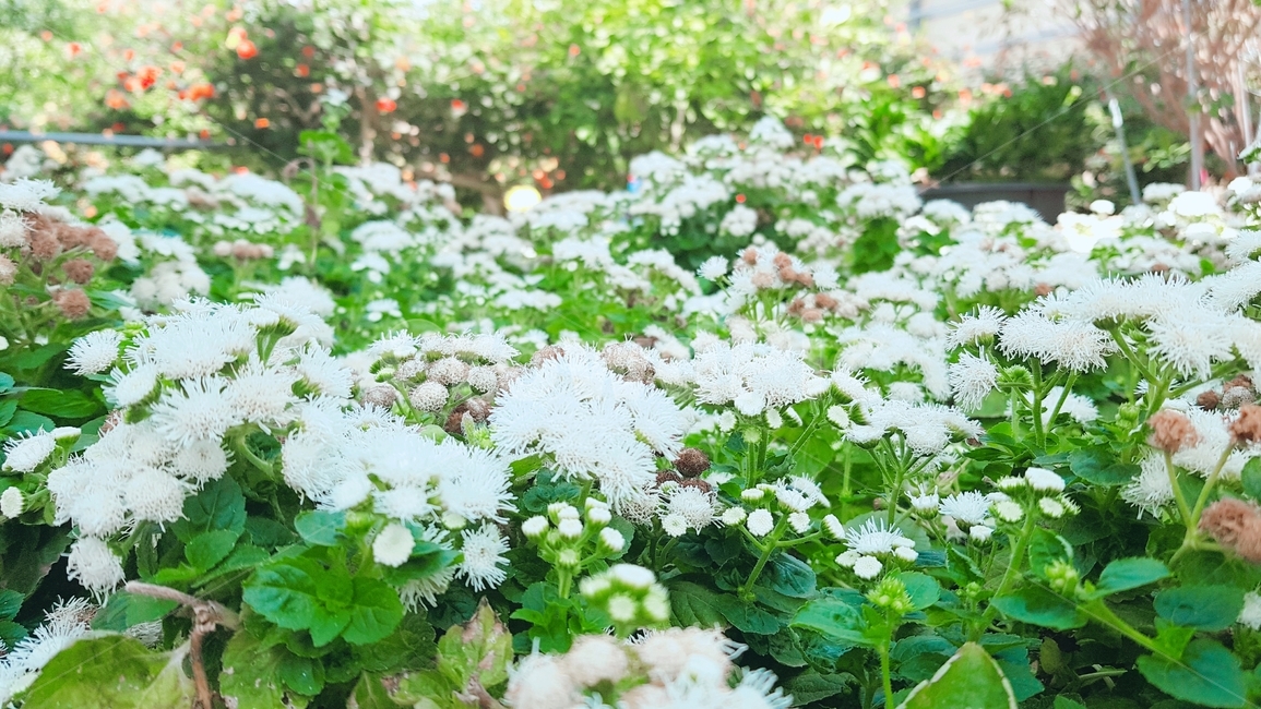 꽃,생화,flower,자연,식물