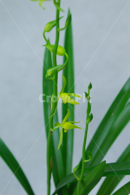 식물,꽃,blossom,flower,plant,초록,잎,잎사귀,난