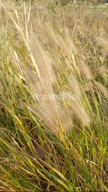 가을,갈대,식물,reed,plant,잔디,grass