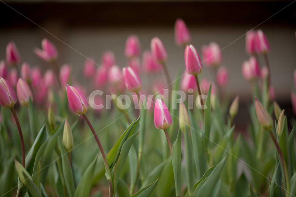 튤립,꽃,봄,봄꽃,식물,야외,실외,봄,계절,spring,season,식물,자연,plants,nature,꽃,flower,plant