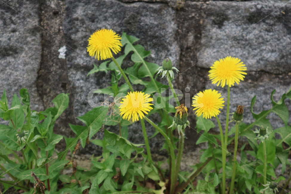 민들레,봄,민들레꽃,노란꽃,plant,식물,flower,꽃,blossom