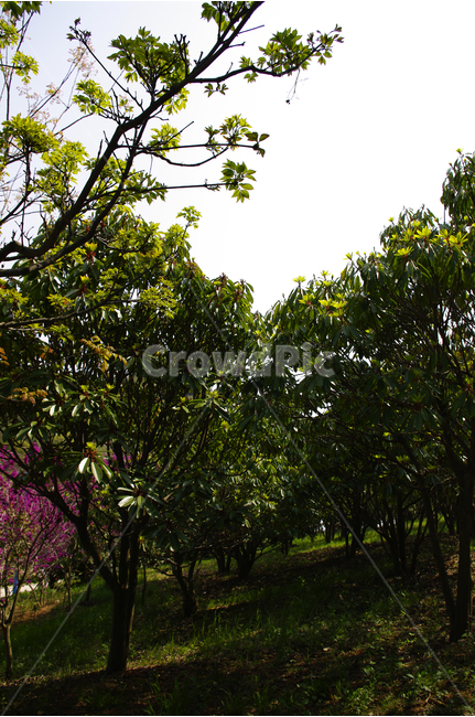 굴참나무,식물,plants,nature,color,나무,숲,식물,자연,plants,nature,나무,trees,wood