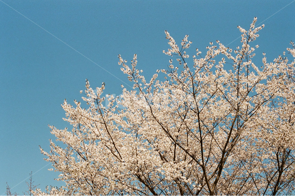 필름카메라,필름사진,봄,벚꽃,입춘,봄,계절,spring,season,식물,자연,plants,nature,꽃,flower,plant,blossom