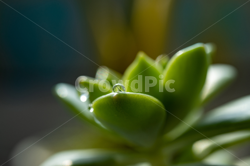 다육식물,식물,녹색,자연,다육,물방울,메크로,plant