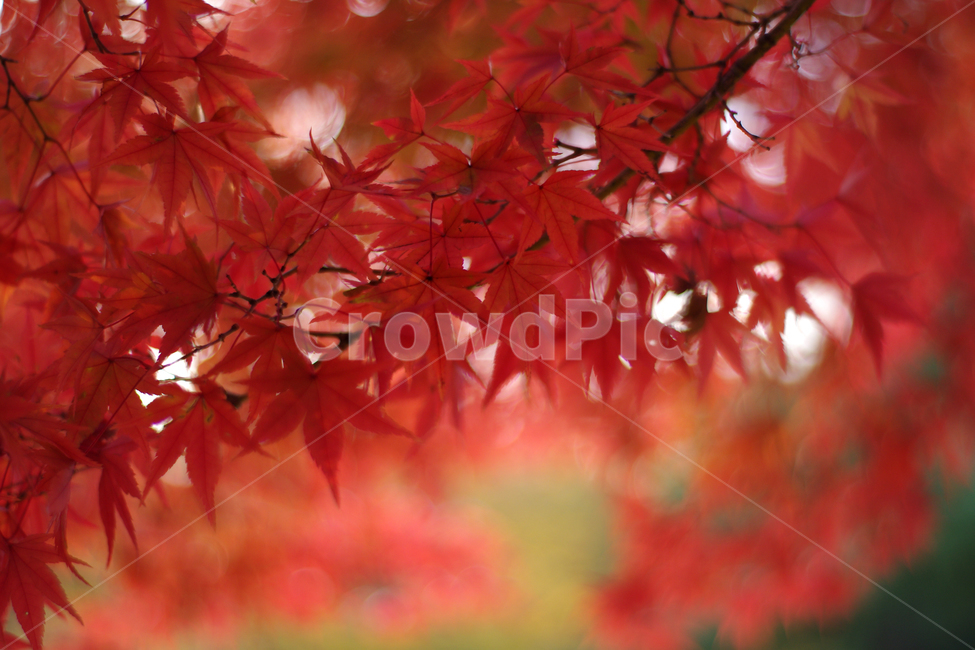 단풍,붉은단풍,가을,역광,red