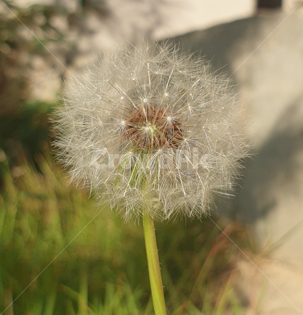 민들레,꽃,바람,초록,식물,식물,자연,plants,nature,꽃,flower