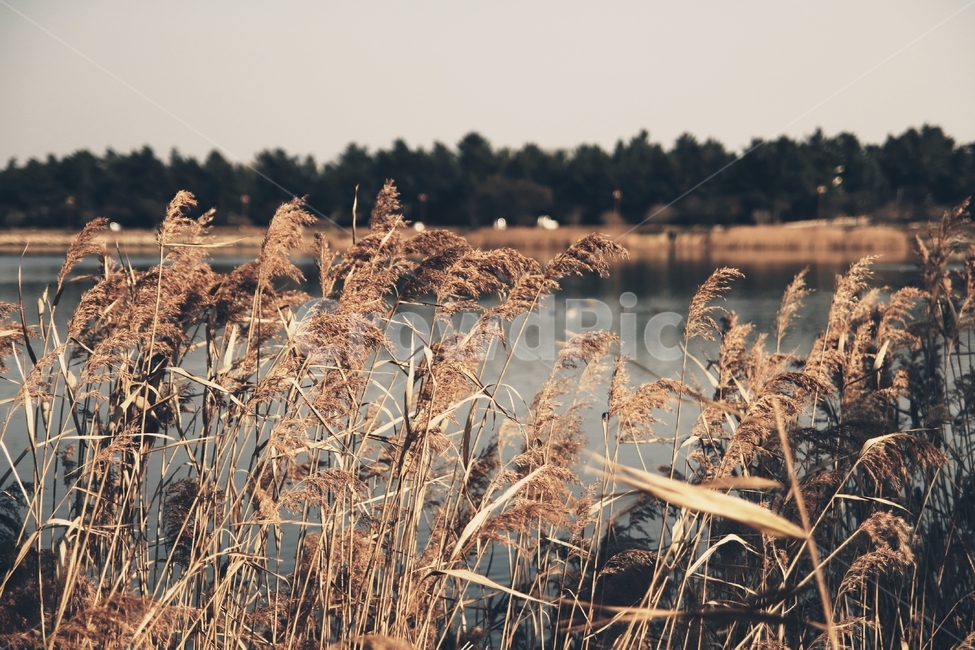 갈대,바람,호수,갈대호수,풀,가을,오리,가을,계절,fall,autumn,season,자연,풍경,nature,landscape,plant,식물,grass,잔디,lawn,reed